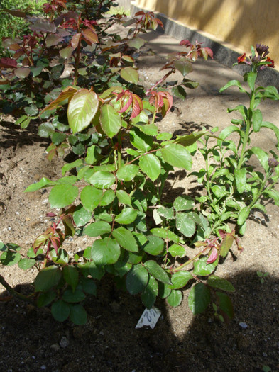 SDC12055 - Flori 2012 aprilie-mai