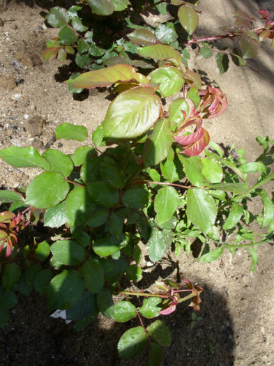 SDC12056 - Flori 2012 aprilie-mai