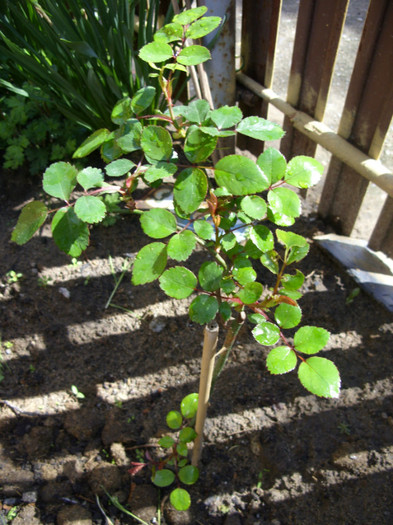 SDC12057 - Flori 2012 aprilie-mai