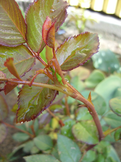 SDC12058 - Flori 2012 aprilie-mai