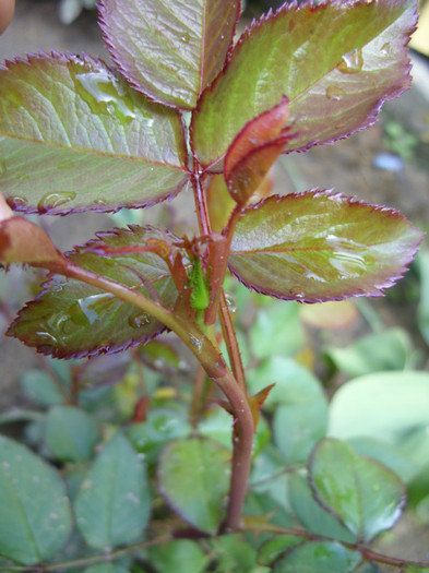 SDC12060 - Flori 2012 aprilie-mai