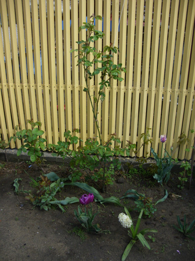 SDC12061 - Flori 2012 aprilie-mai