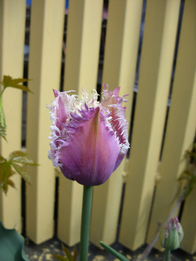 SDC12063 - Flori 2012 aprilie-mai