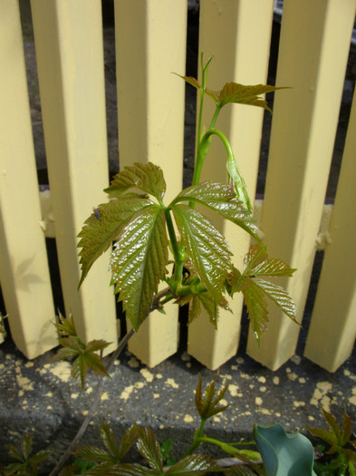 SDC12064 - Flori 2012 aprilie-mai