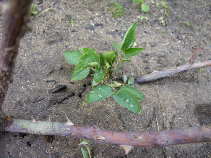 SDC12069 - Flori 2012 aprilie-mai