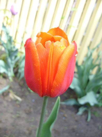 SDC12070 - Flori 2012 aprilie-mai