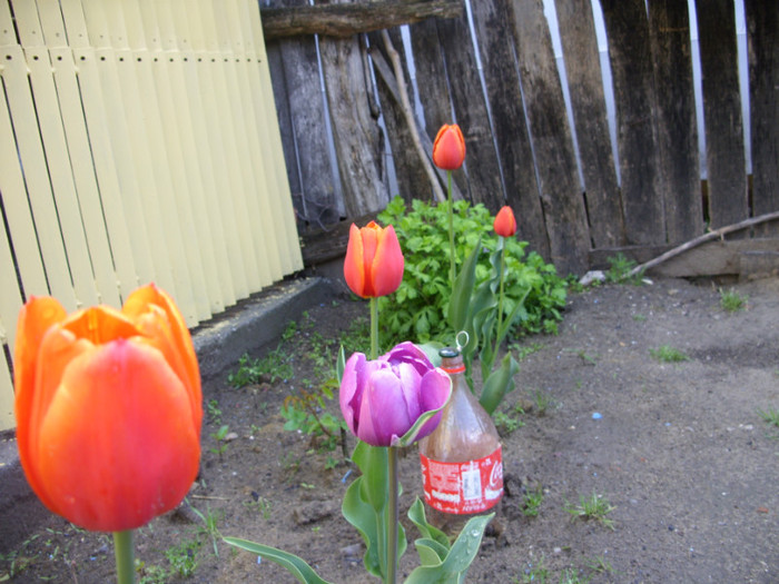 SDC12071 - Flori 2012 aprilie-mai