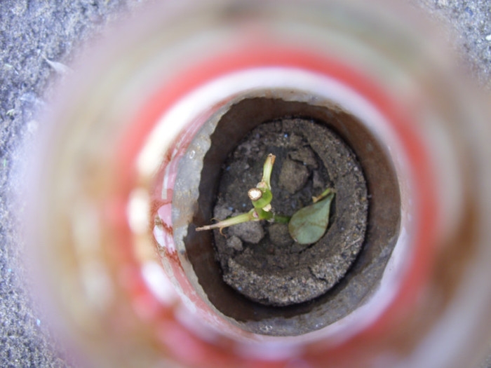 SDC12072 - Flori 2012 aprilie-mai