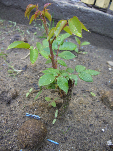 SDC12073 - Flori 2012 aprilie-mai