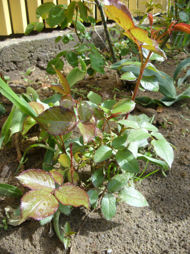 SDC12075 - Flori 2012 aprilie-mai