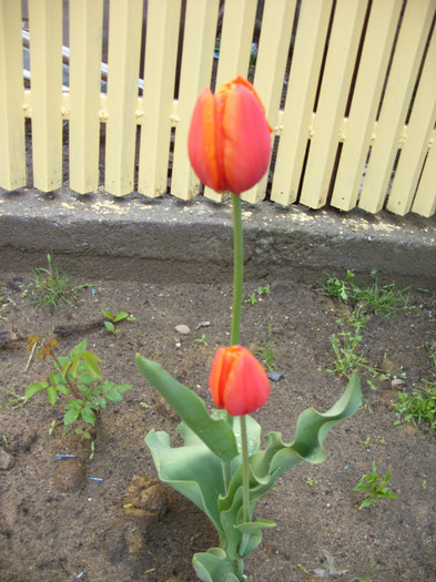 SDC12079 - Flori 2012 aprilie-mai