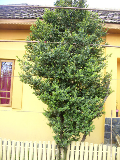 SDC12080 - Flori 2012 aprilie-mai