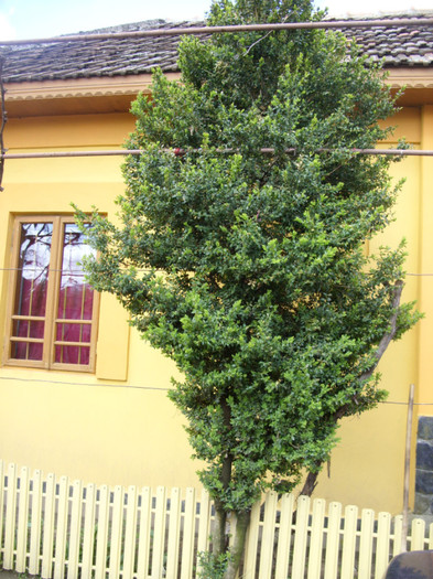 SDC12081 - Flori 2012 aprilie-mai