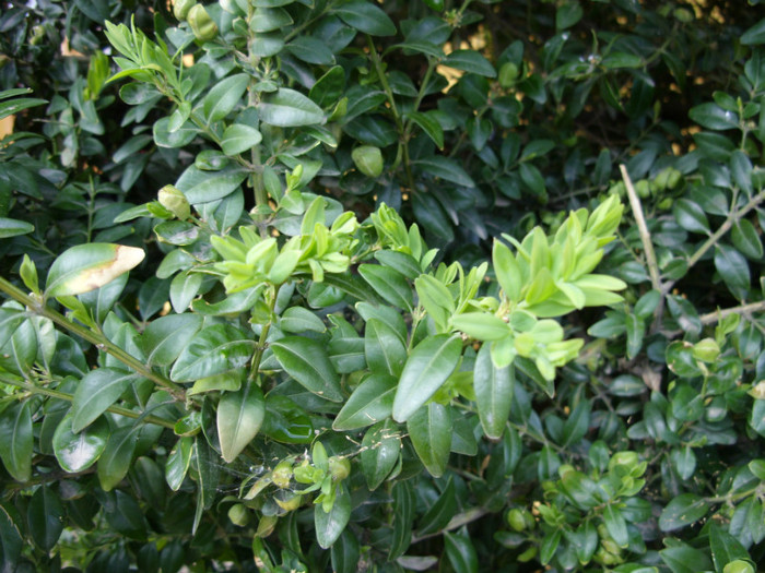 SDC12082 - Flori 2012 aprilie-mai