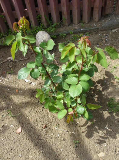 SDC12152 - Flori 2012 aprilie-mai