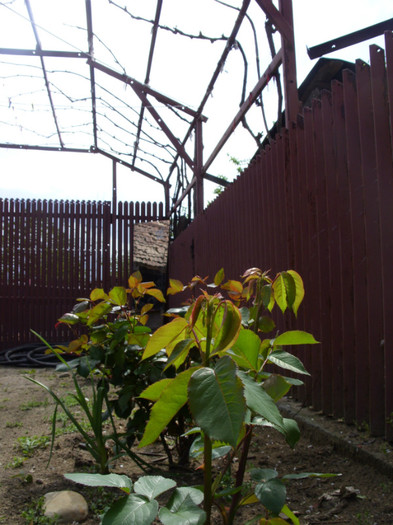 SDC12153 - Flori 2012 aprilie-mai