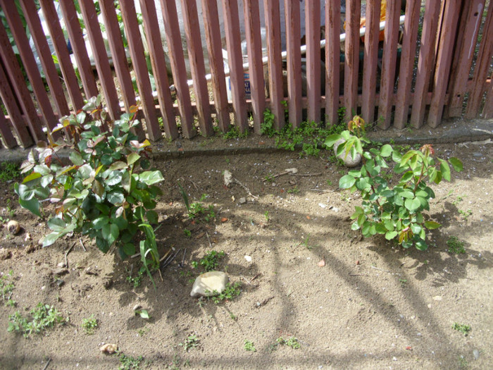 SDC12154 - Flori 2012 aprilie-mai