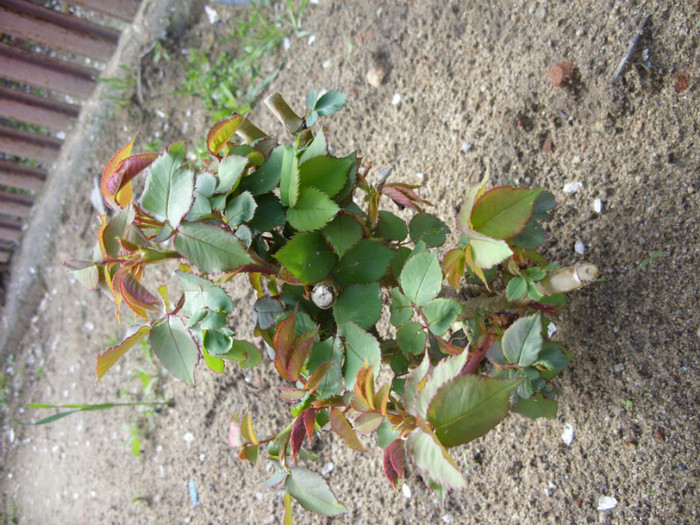 SDC12157 - Flori 2012 aprilie-mai