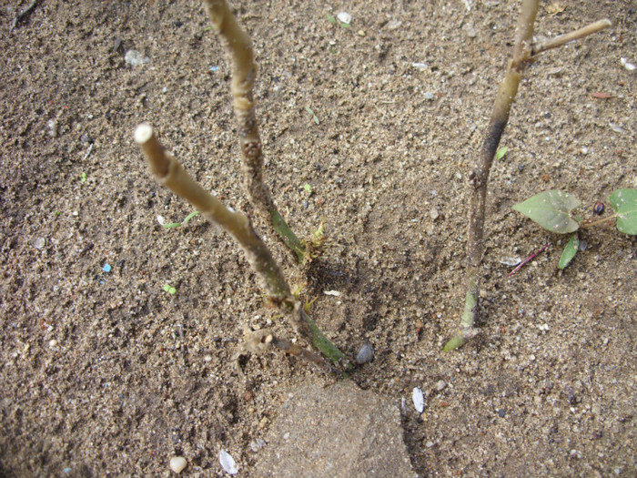 SDC12159 - Flori 2012 aprilie-mai