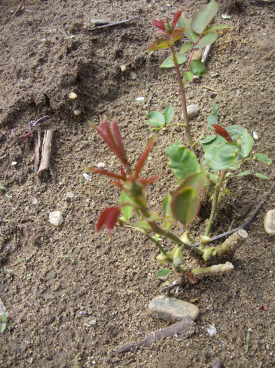 SDC12160 - Flori 2012 aprilie-mai