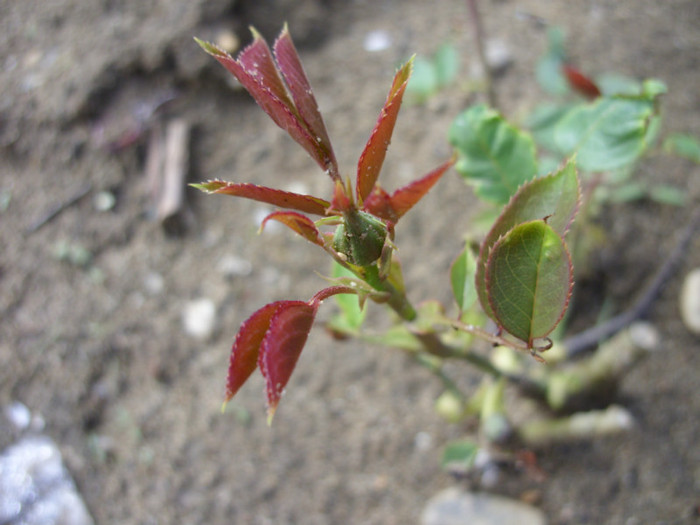 SDC12161 - Flori 2012 aprilie-mai