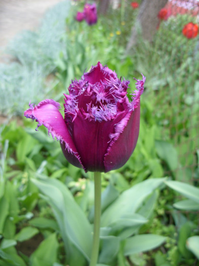 SDC12162 - Flori 2012 aprilie-mai