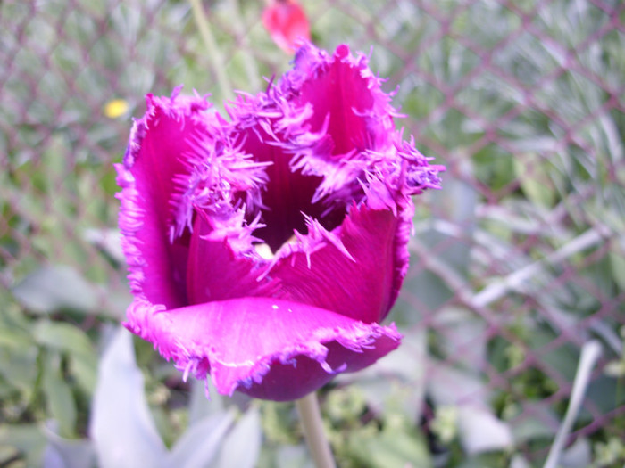 SDC12163 - Flori 2012 aprilie-mai