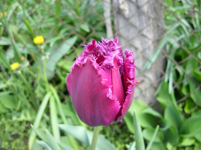 SDC12164 - Flori 2012 aprilie-mai