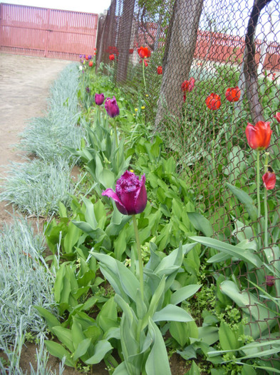 SDC12165 - Flori 2012 aprilie-mai