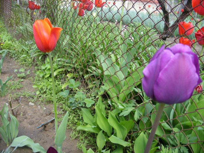 SDC12170 - Flori 2012 aprilie-mai