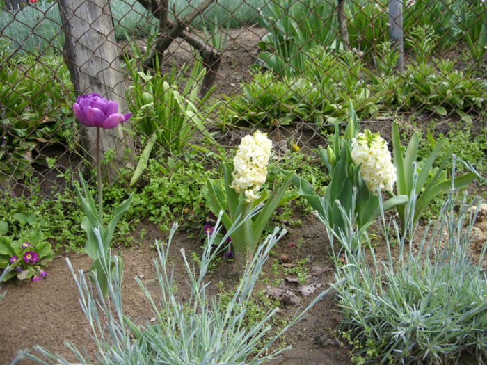 SDC12175 - Flori 2012 aprilie-mai