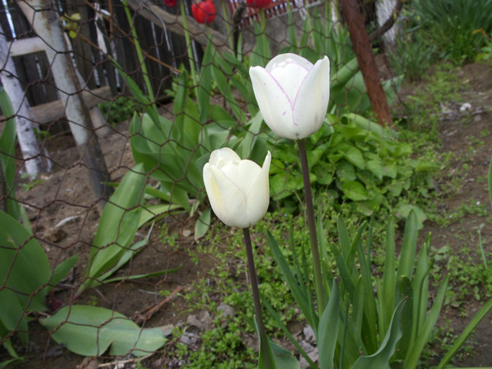 SDC12178 - Flori 2012 aprilie-mai