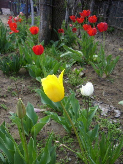 SDC12179 - Flori 2012 aprilie-mai