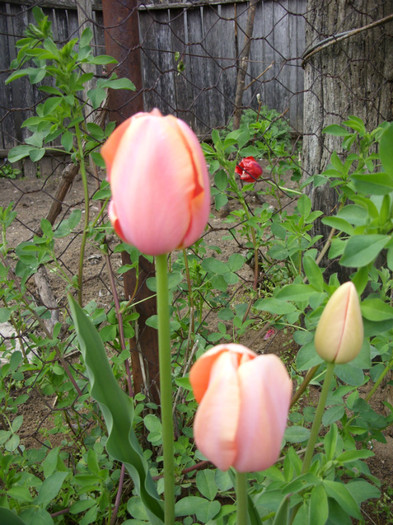 SDC12180 - Flori 2012 aprilie-mai