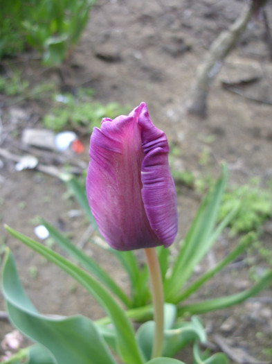 SDC12184 - Flori 2012 aprilie-mai