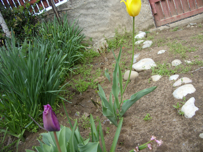 SDC12185 - Flori 2012 aprilie-mai