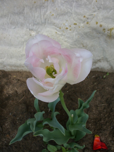 SDC12187 - Flori 2012 aprilie-mai