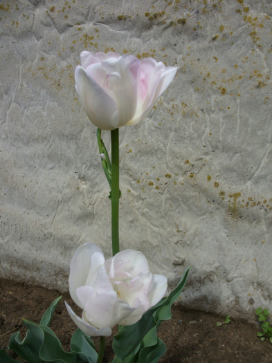 SDC12188 - Flori 2012 aprilie-mai