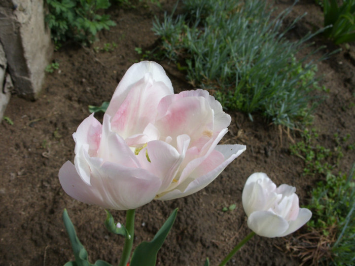 SDC12190 - Flori 2012 aprilie-mai