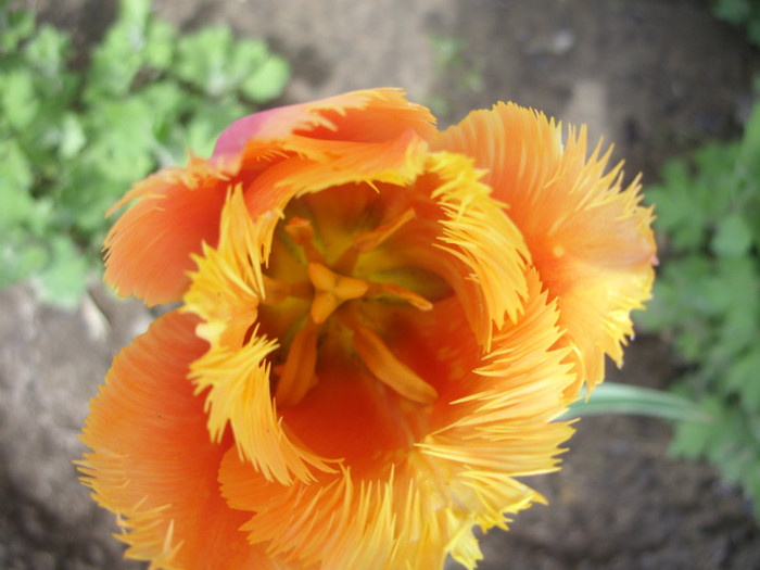 SDC12192 - Flori 2012 aprilie-mai