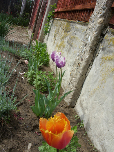 SDC12193 - Flori 2012 aprilie-mai