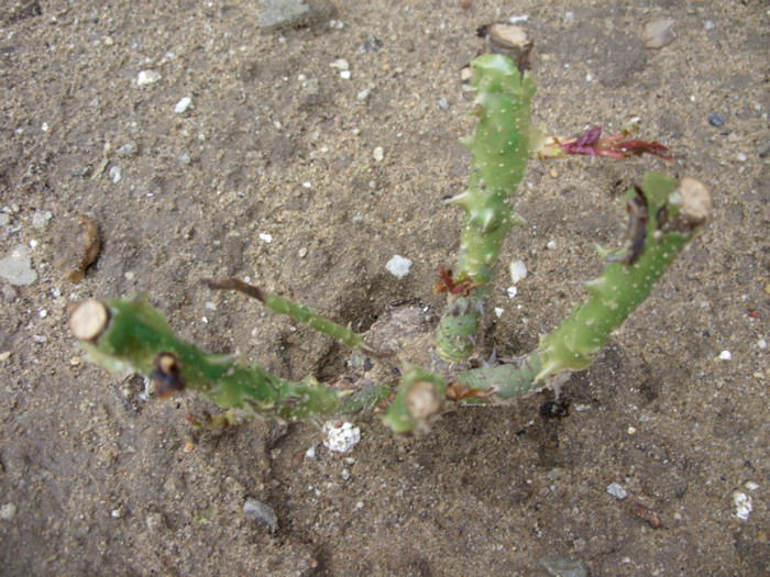 SDC12198 - Flori 2012 aprilie-mai