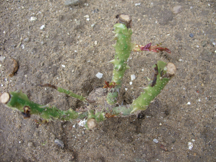 SDC12199 - Flori 2012 aprilie-mai