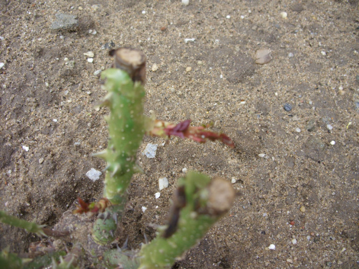 SDC12201 - Flori 2012 aprilie-mai