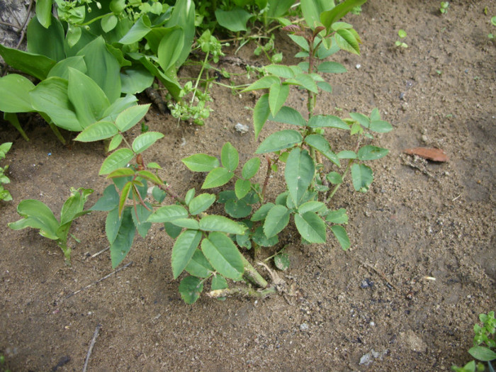 SDC12204 - Flori 2012 aprilie-mai