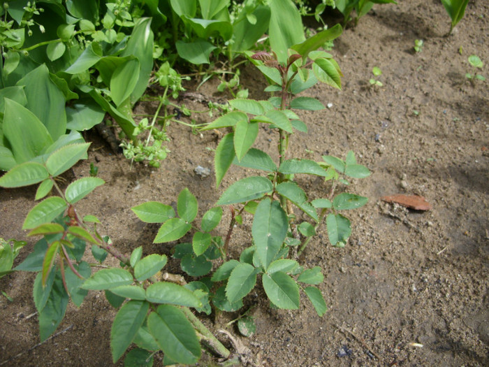 SDC12205 - Flori 2012 aprilie-mai