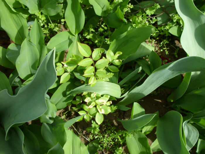 SDC12207 - Flori 2012 aprilie-mai