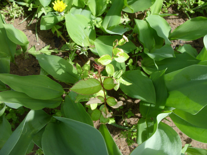 SDC12208 - Flori 2012 aprilie-mai