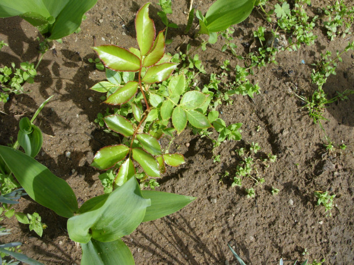 SDC12209 - Flori 2012 aprilie-mai