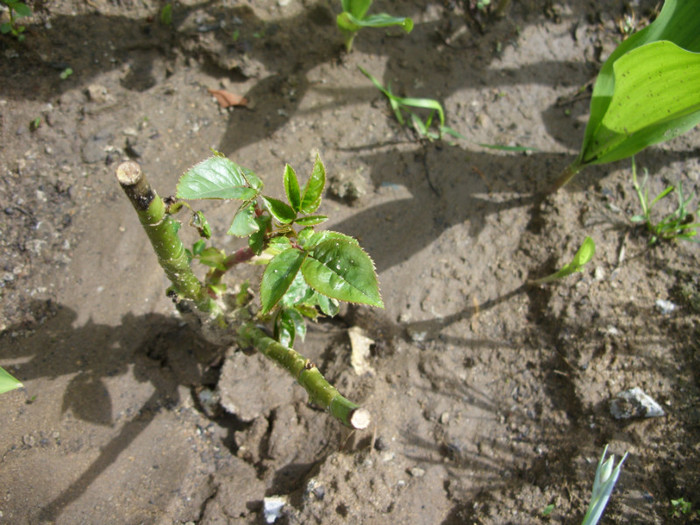 SDC12210 - Flori 2012 aprilie-mai